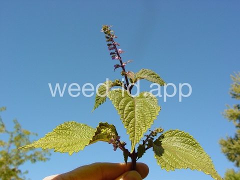 mint, perilla